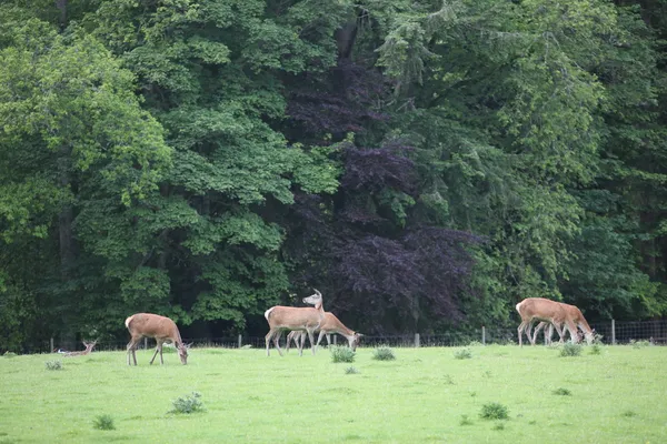 Hirsche auf dem Feld Blair Castle, Schottland, Großbritannien — Stockfoto