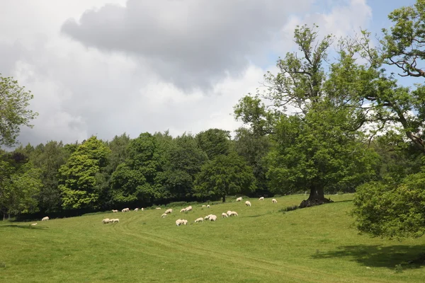 Schafe auf dem Feld, Schloss Blair — Stockfoto