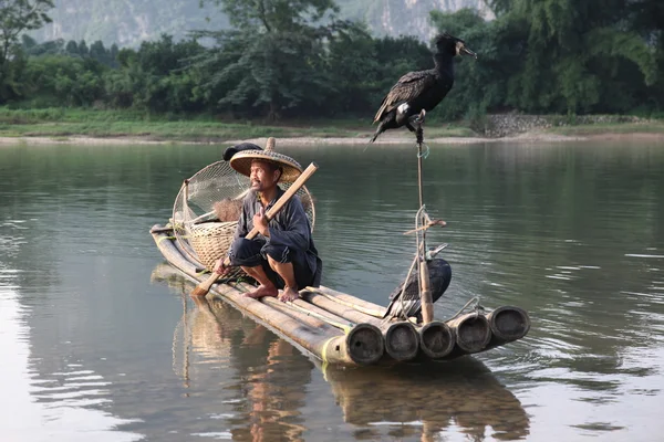 Yangshuo - 18 juni: Kinesisk man fiske med skarv fåglar — Stockfoto