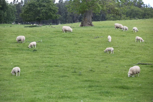 Ovejas en el campo, Blair Castle — Foto de Stock