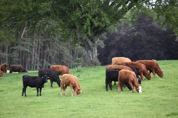 Schotse highland cow — Stockfoto