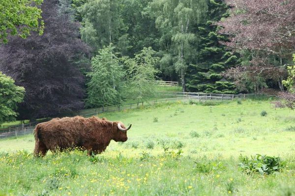 Шотландская нагорная корова — стоковое фото