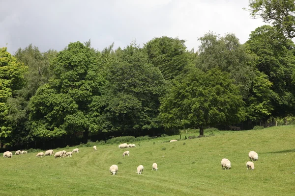 羊在田野，布莱尔城堡 — 图库照片
