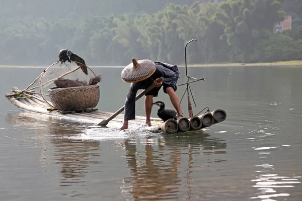 Hombre chino pescando con cormoranes pájaros —  Fotos de Stock