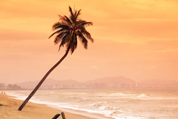 Palms on tropic island — Stock Photo, Image