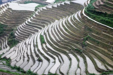 Longji pirinç terasları, guangxi Eyaleti, Çin