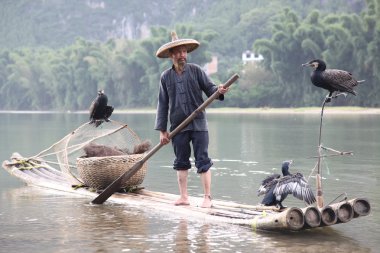 Yangshuo - 18 Haziran: Çinli karabatak kuşlar ile Balık tutma