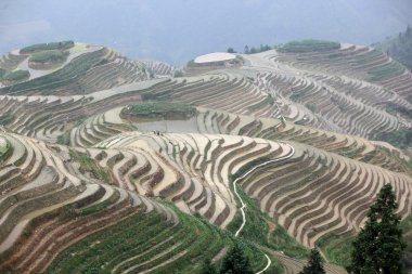 Longji pirinç terasları, guangxi Eyaleti, Çin