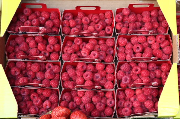 Red raspberries — Stock Photo, Image