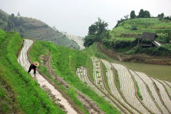 Terrazze di riso Longji — Foto Stock