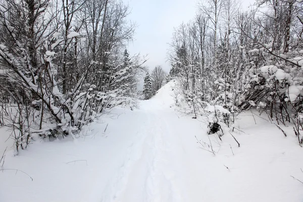 Estrada na floresta de inverno — Fotografia de Stock