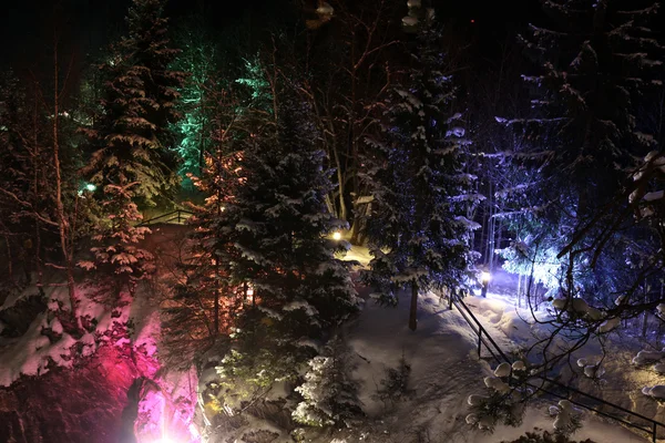 Bäume im Schnee — Stockfoto