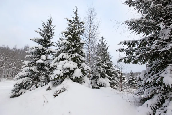 Trees in snow — Stock Photo, Image