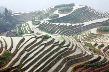Longji pirinç terasları, guangxi Eyaleti, Çin