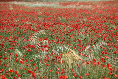 Kırmızı haşhaş tarlası