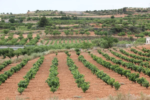 Ряды винограда в винограднике — стоковое фото