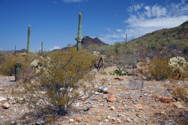 organ boru Ulusal Anıtı, arizona, ABD