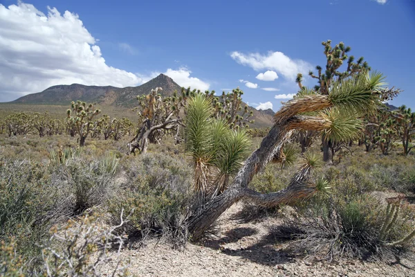 Joshua tree lesa, arizona, usa — Stock fotografie