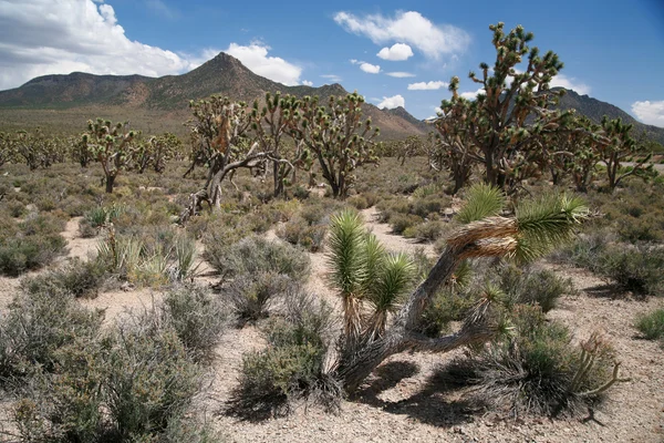 Joshua tree erdő, arizona, Amerikai Egyesült Államok — Stock Fotó