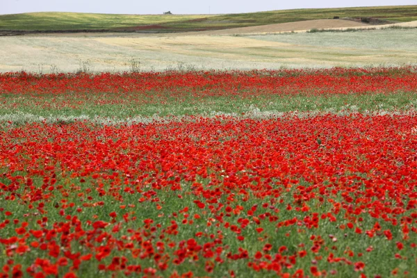 Red poppy field — Stock Photo, Image