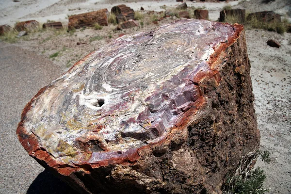 Grandes secciones de madera petrificada en el Parque Nacional Bosque Petrificado, Arizona . —  Fotos de Stock