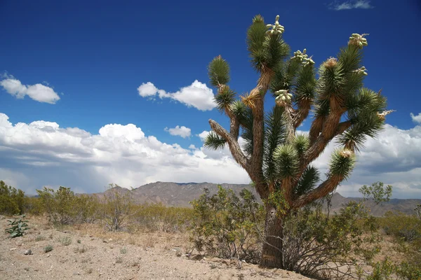 Joshua tree erdő, arizona, Amerikai Egyesült Államok — Stock Fotó