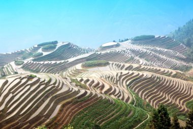 Longji pirinç terasları, guangxi Eyaleti, Çin