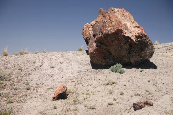 Ampia sezione di legno pietrificato al Petrified Forest National Park, Arizona — Foto Stock