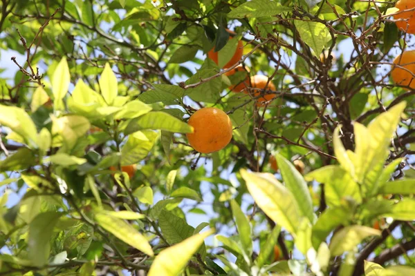 Οπωρώνες με πορτοκαλιές στη Βαλένθια, Ισπανία — Φωτογραφία Αρχείου