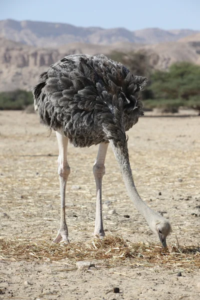 Male of African ostrich — Stock Photo, Image