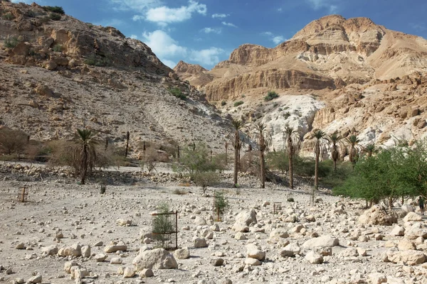 Parque Nacional Ein Gedi — Fotografia de Stock