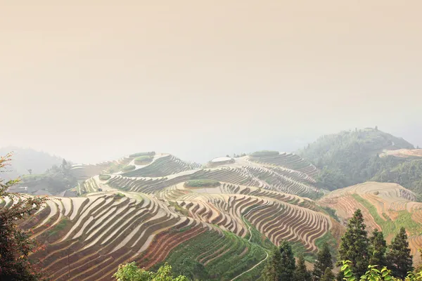 Longji pirinç terasları — Stok fotoğraf