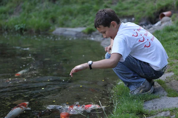 Der kleine Junge füttert bunte Fische — Stockfoto