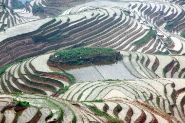 Longji pirinç terasları, Çin