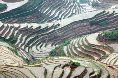 Longji pirinç terasları, guangxi Eyaleti, Çin