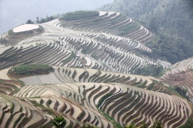 Longji pirinç terasları, guangxi Eyaleti, Çin