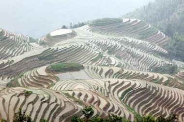 Longji pirinç terasları, guangxi Eyaleti, Çin