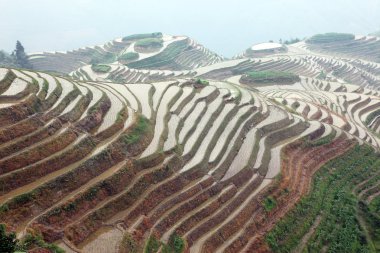 Longji pirinç terasları, guangxi Eyaleti, Çin