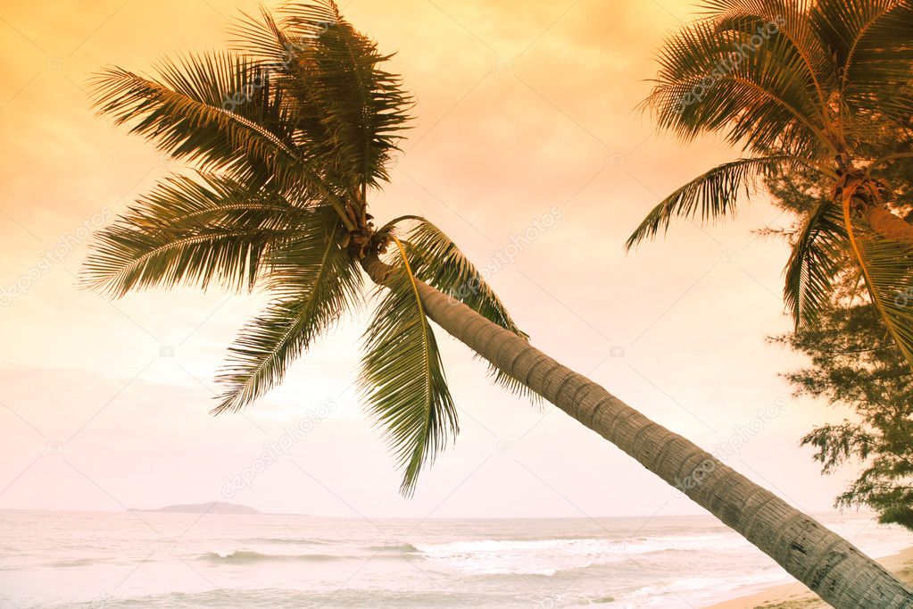 Palms on tropic island