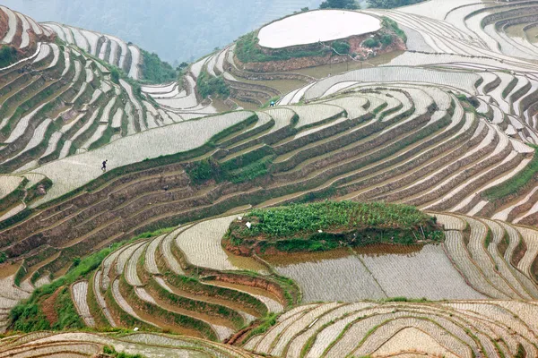 Longji pirinç terasları — Stok fotoğraf