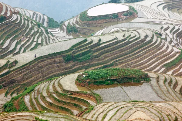 Terraços de arroz longji — Fotografia de Stock