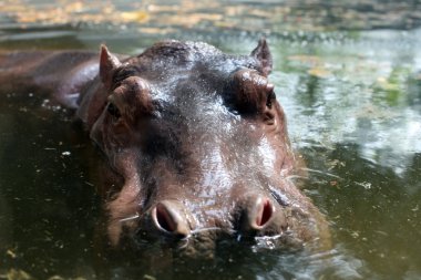 Hippo Tay Hayvanat Bahçesi