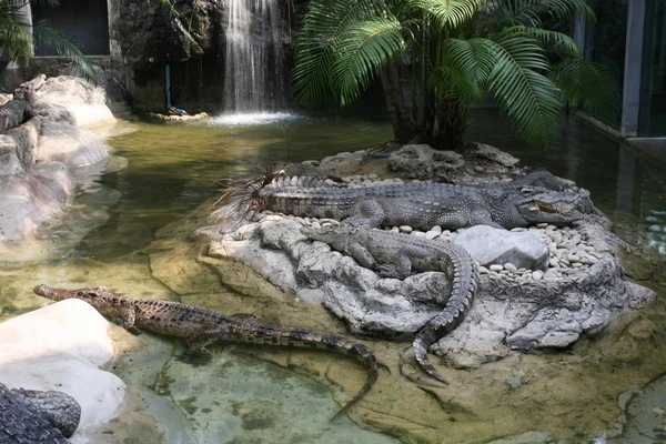 Laying crocodiles in zoo — Stock Photo, Image