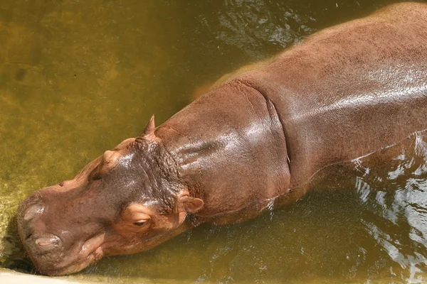 Flusspferd im thailändischen Zoo — Stockfoto