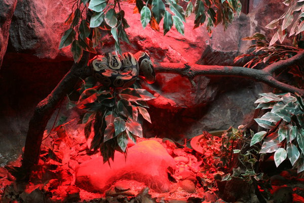 Python на ветке
