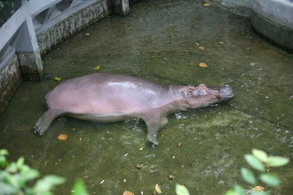 Flusspferd im thailändischen Zoo — Stockfoto