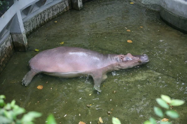 Hroch v thajské zoo — Stock fotografie