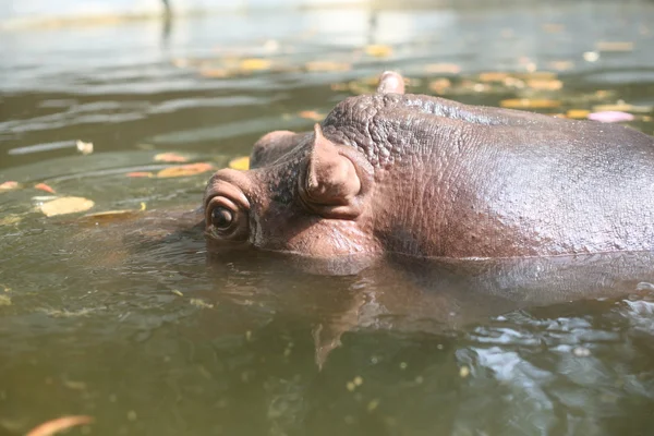 Flusspferd im thailändischen Zoo — Stockfoto