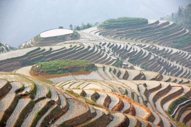 Longji pirinç terasları, guangxi Eyaleti, Çin