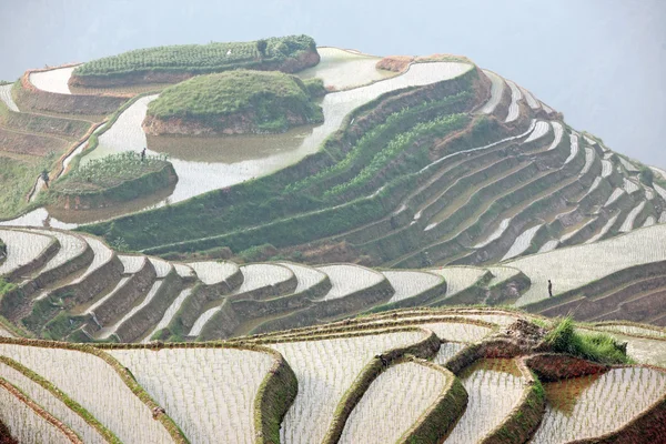 龍脊棚田 — ストック写真